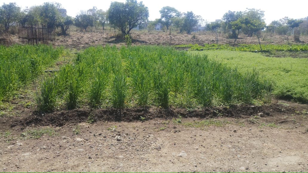 Cafeteria Agronomy 10