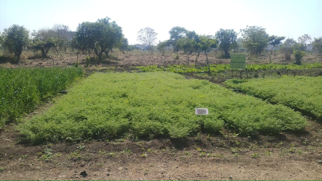 Cafeteria Agronomy 11