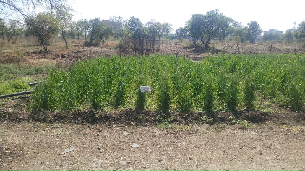 Cafeteria Agronomy 13