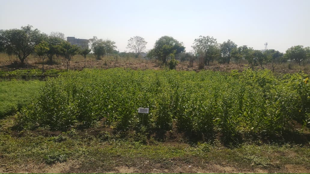 Cafeteria Agronomy 14