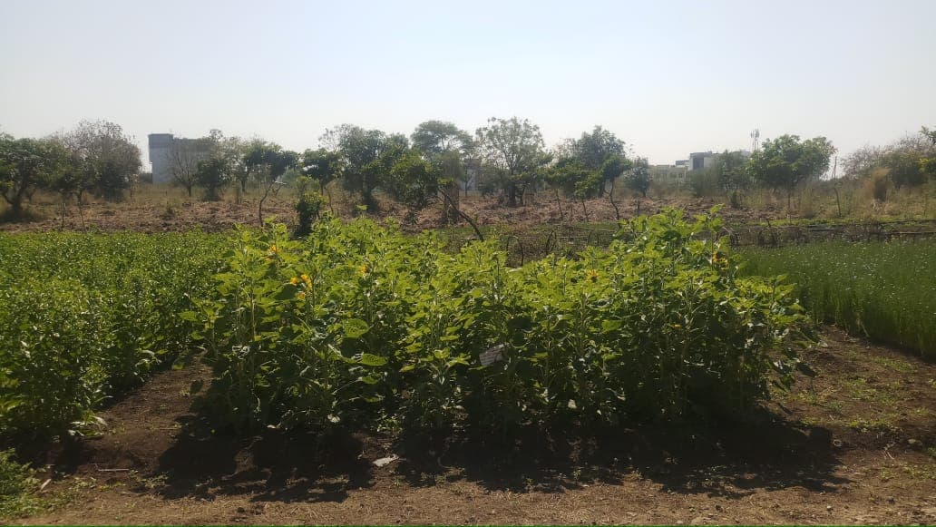 Cafeteria Agronomy 15