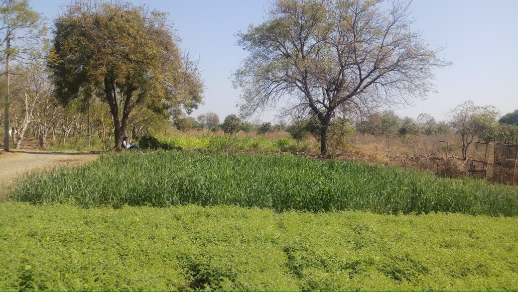 Cafeteria Agronomy 17