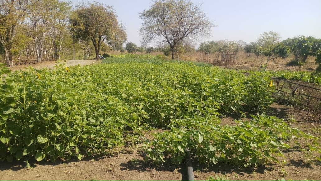 Cafeteria Agronomy 18