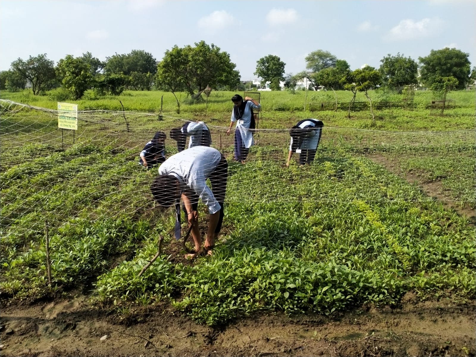 Cafeteria Agronomy 6
