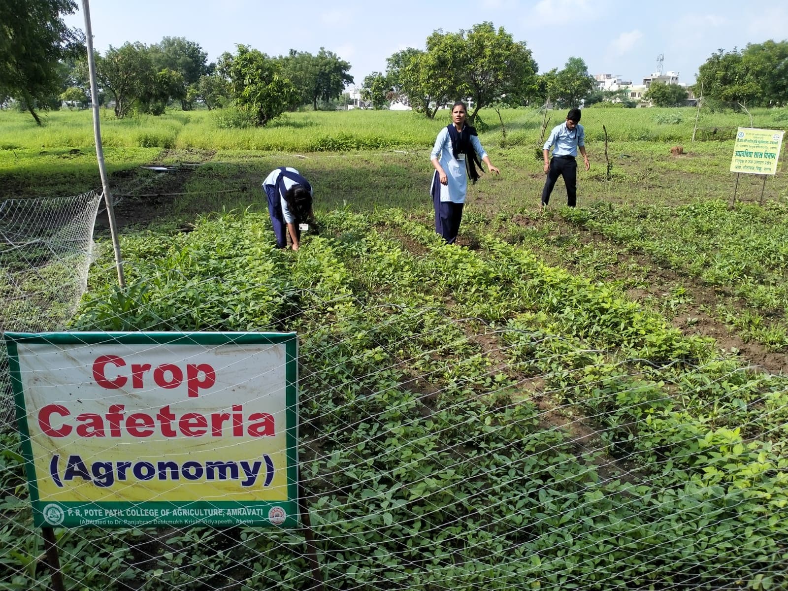 Cafeteria Agronomy 8