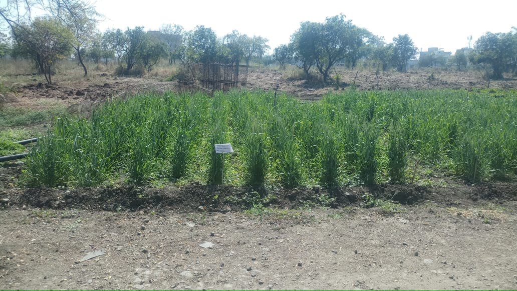 Cafeteria Agronomy 9