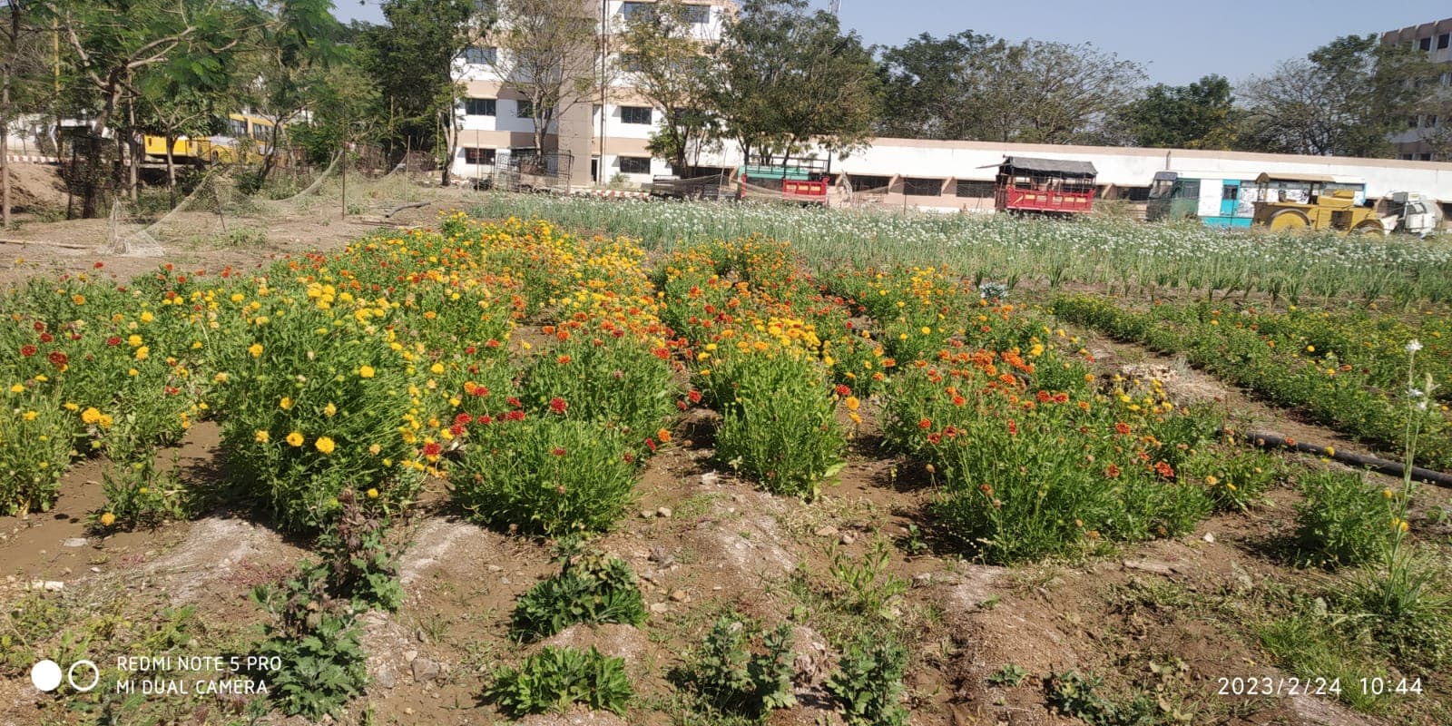 Cafeteria Horticulture 11