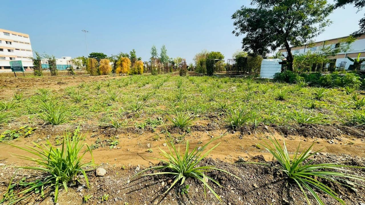 Cafeteria Horticulture 12