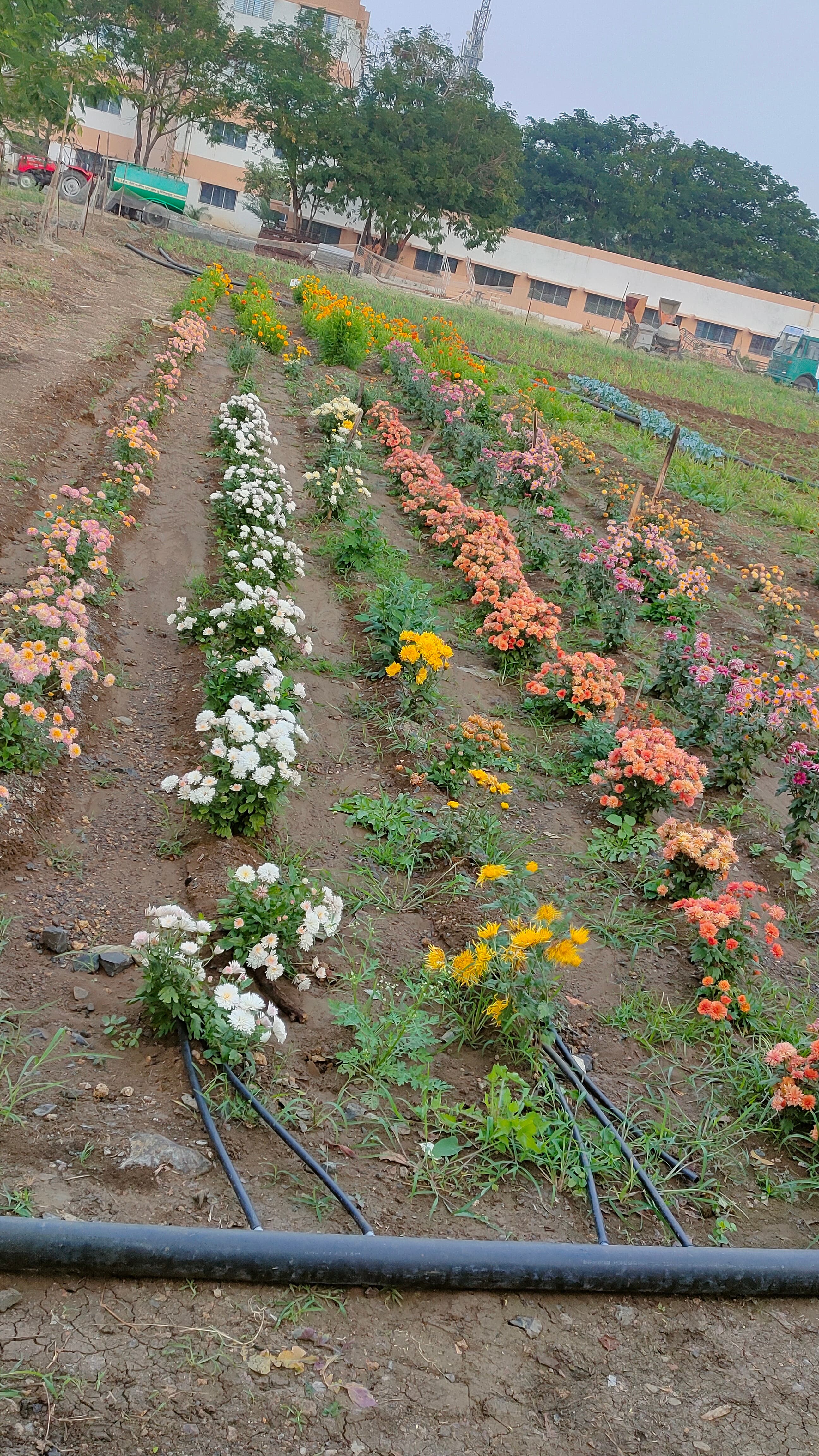 Cafeteria Horticulture 13