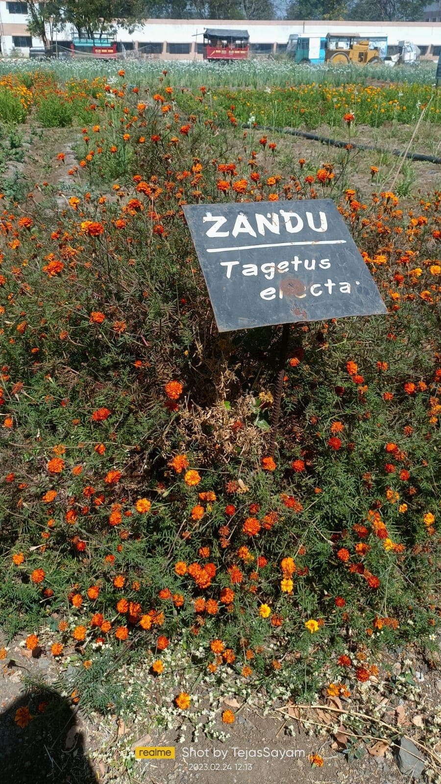 Cafeteria Horticulture 14