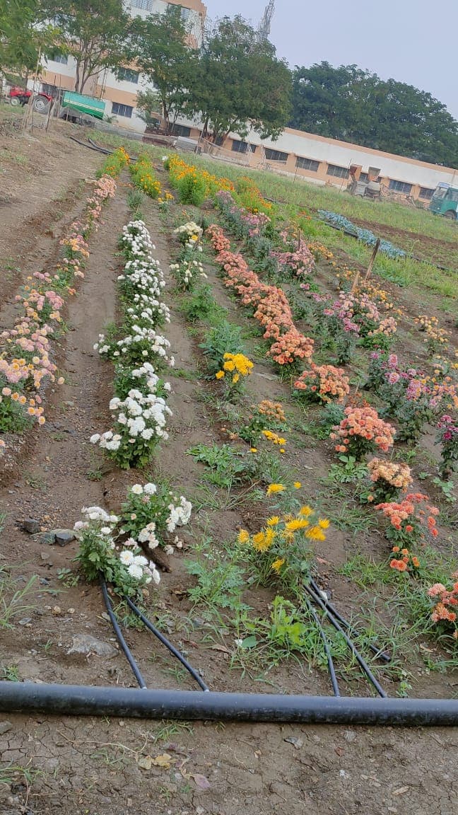 Cafeteria Horticulture 15