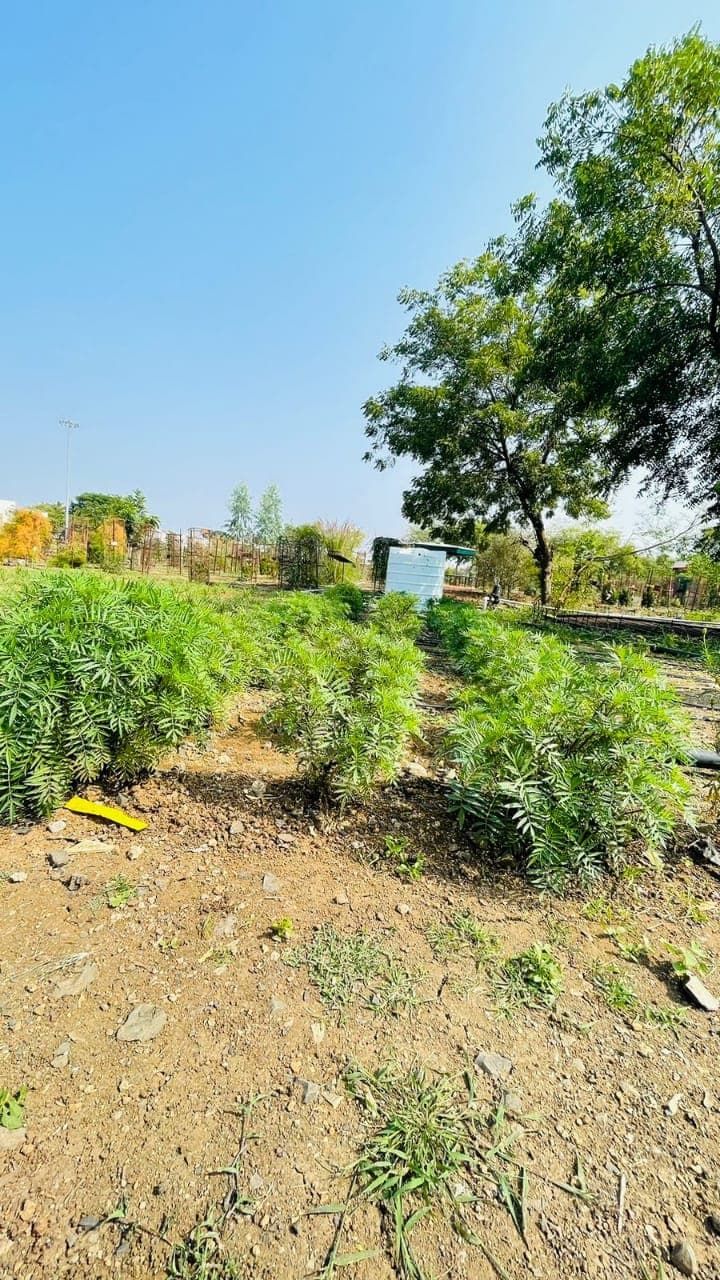 Cafeteria Horticulture 17