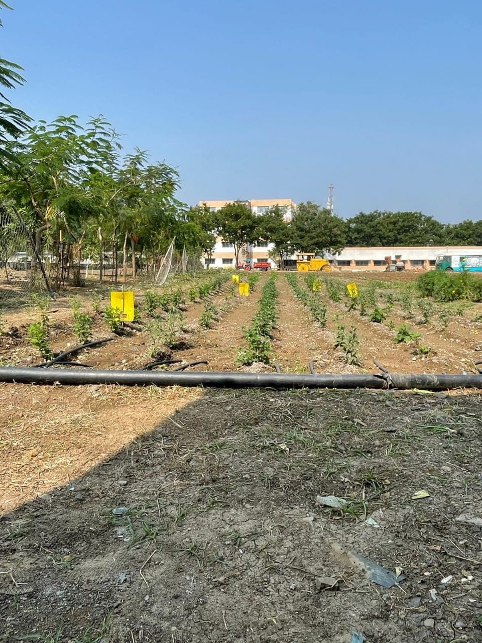 Cafeteria Horticulture 18