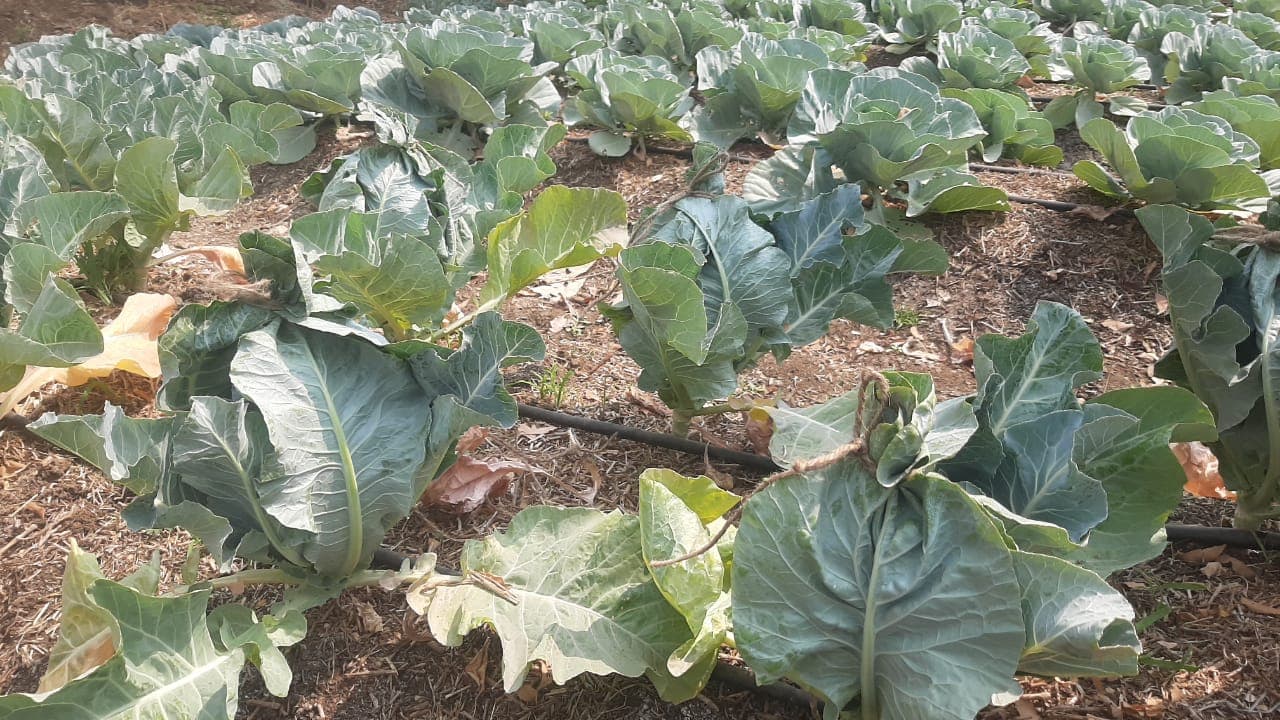 Cafeteria Horticulture 2