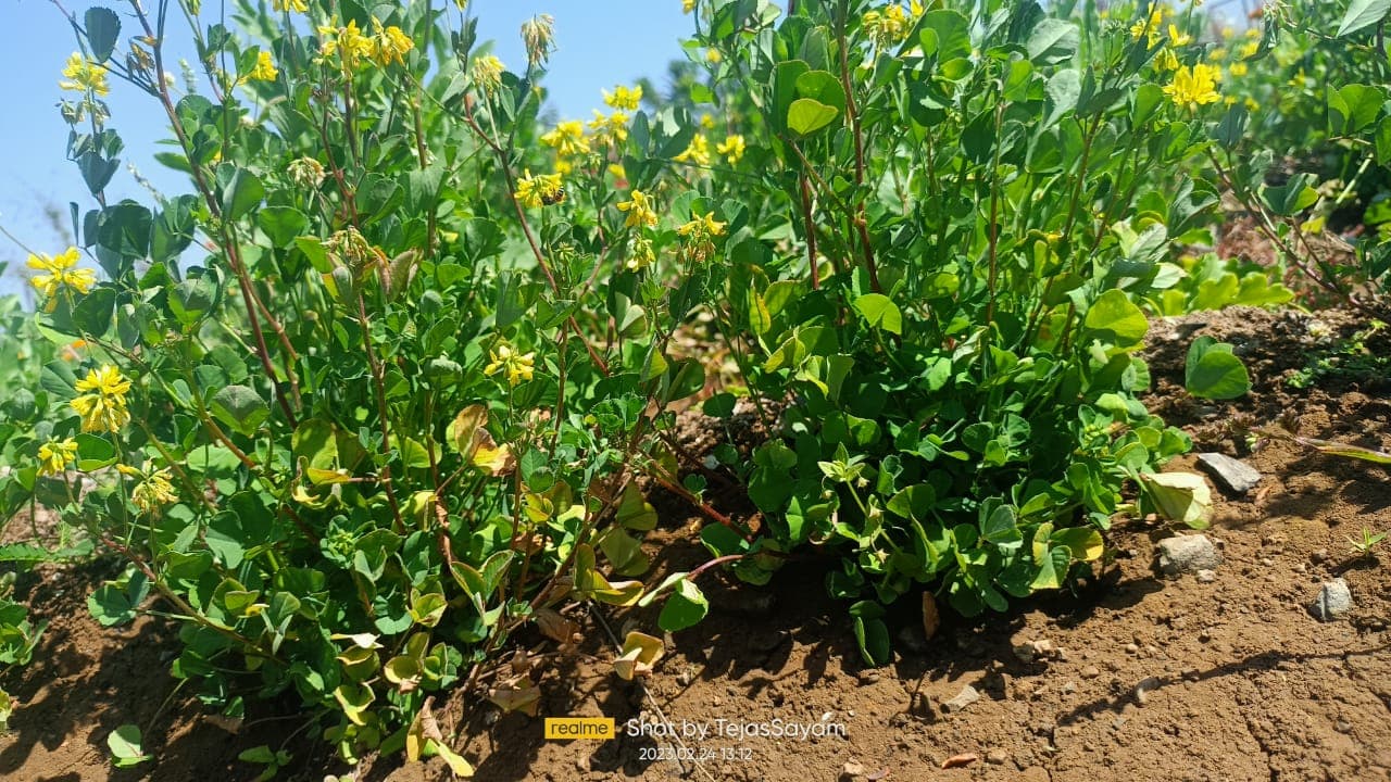 Cafeteria Horticulture 4