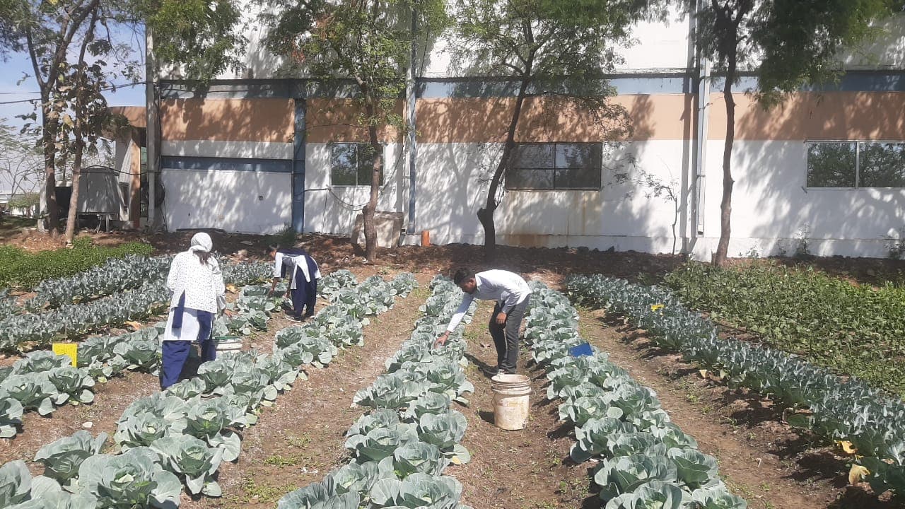 Cafeteria Horticulture 5